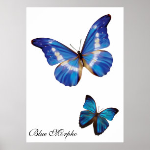 Póster Mariposas azules de Morpho