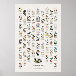 Póster Mariposas - Biblioteca del Naturalista