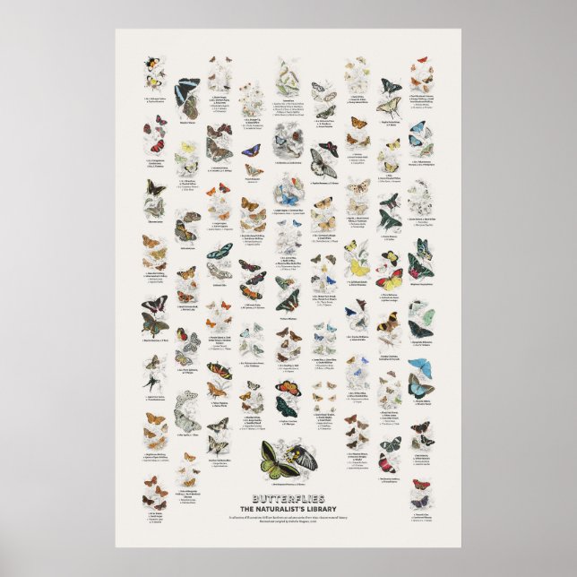 Póster Mariposas - Biblioteca del Naturalista (Frente)