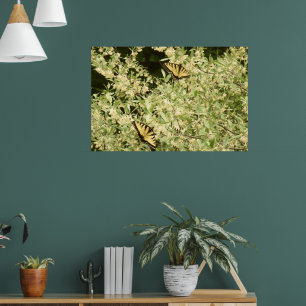 Póster Mariposas cola de golondrina en arbusto en flor