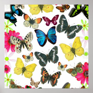 Póster Mariposas coloridas del amarillo del rojo azul del