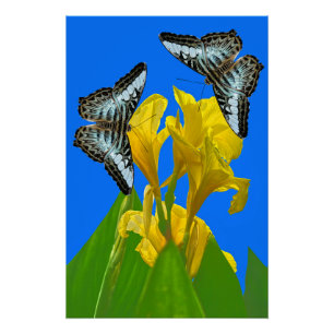 Póster Mariposas de barquillos azules malayas en Canna Ki