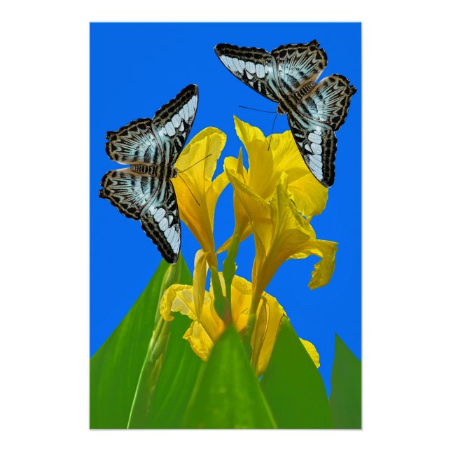 Póster Mariposas de barquillos azules malayas en Canna Ki (Anverso)