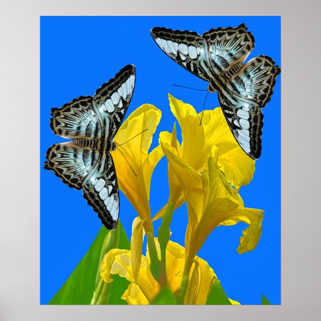 Póster Mariposas de barquillos azules malayas en Canna Ki (Frente)