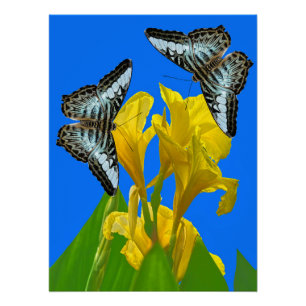 Póster Mariposas de barquillos azules malayas en Canna Ki