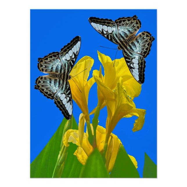 Póster Mariposas de barquillos azules malayas en Canna Ki (Anverso)