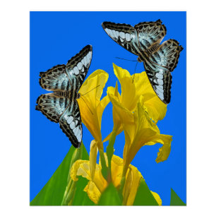 Póster Mariposas de barquillos azules malayas en Canna Ki