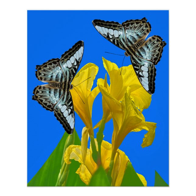 Póster Mariposas de barquillos azules malayas en Canna Ki (Anverso)