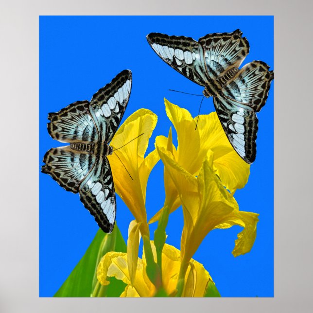 Póster Mariposas de barquillos azules malayas en Canna Po (Frente)
