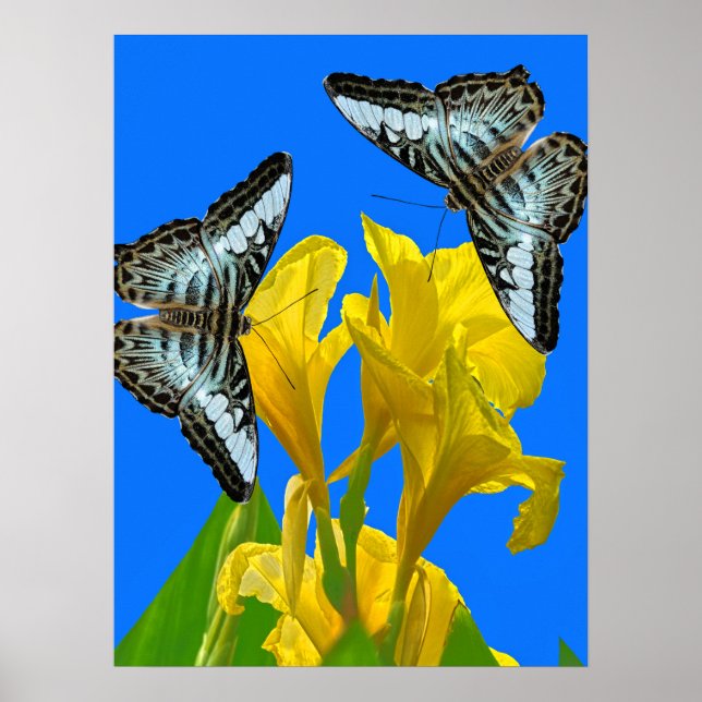 Póster Mariposas de barquillos azules malayas en Canna Po (Frente)