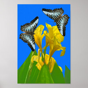 Póster Mariposas de barquillos azules malayas en Canna Po