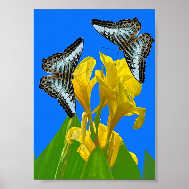 Póster Mariposas de barquillos azules malayas en Canna Po (Frente)