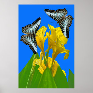 Póster Mariposas de barquillos azules malayas en Canna Po