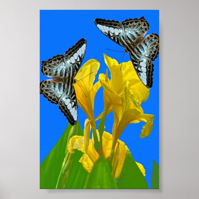 Póster Mariposas de barquillos azules malayas en Canna Po (Frente)