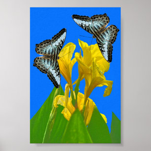 Póster Mariposas de barquillos azules malayas en Canna Po