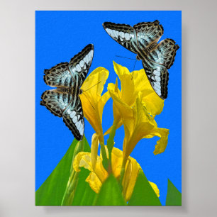 Póster Mariposas de barquillos azules malayas en Canna Po