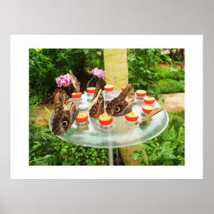 Póster Mariposas de búho