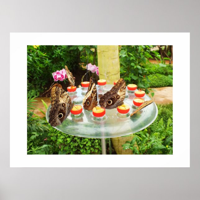 Póster Mariposas de búho (Frente)