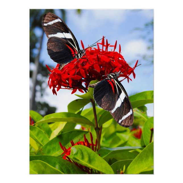 Póster Mariposas de cebra con flores rojas (Anverso)