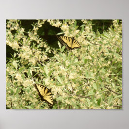 Póster Mariposas de cola de cerda en arbusto florido