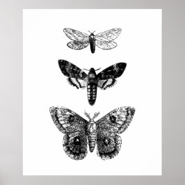 Póster Mariposas de época