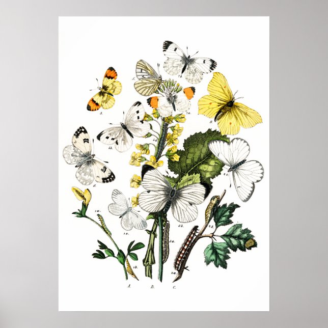 Póster Mariposas de época (Frente)