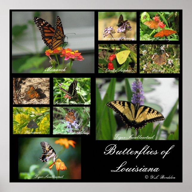 Póster Mariposas de Luisiana (Frente)