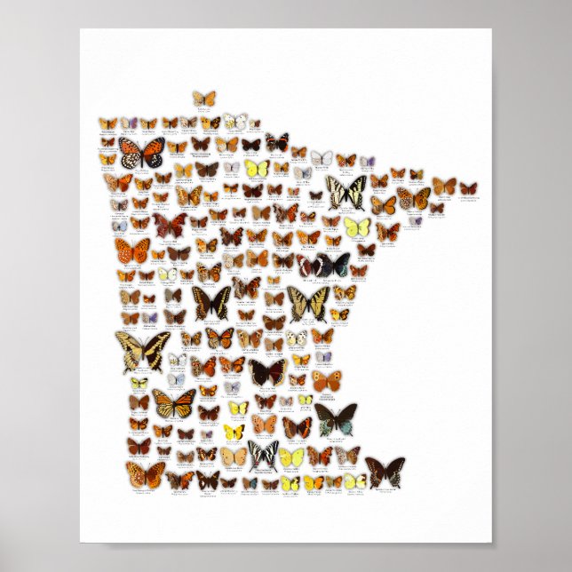 Póster Mariposas de Minnesota (Frente)