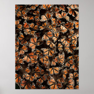 Póster Mariposas de monarca