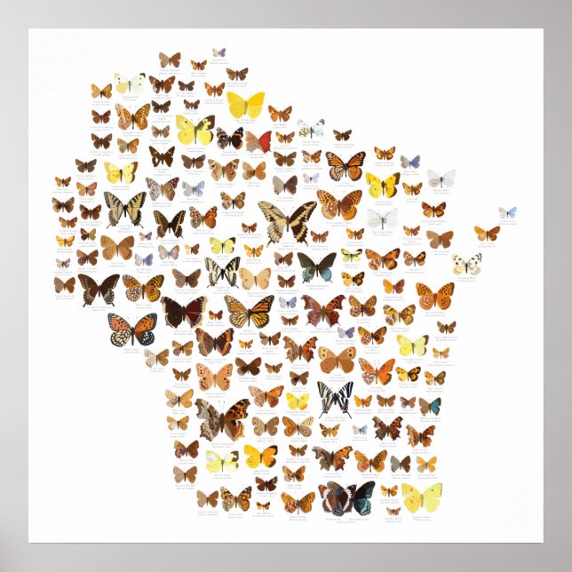 Póster Mariposas de Wisconsin (Frente)