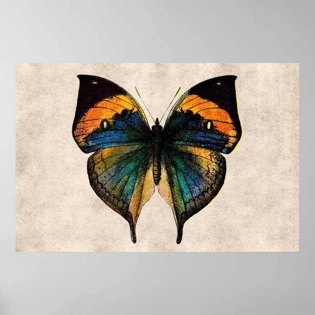 Póster Mariposas del Ilustracion de Mariposa Vintage del  (Frente)