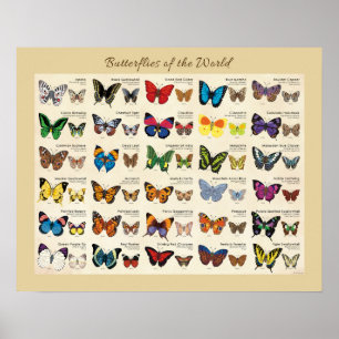 Póster Mariposas del poster del mundo