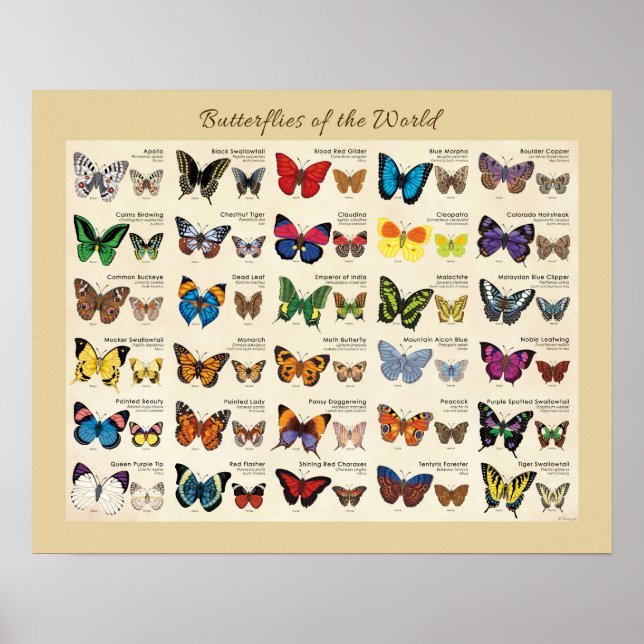 Póster Mariposas del Poster Mundial (Frente)