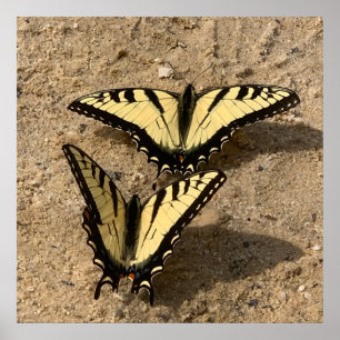Póster Mariposas en la playa