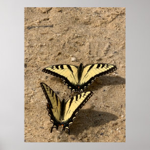 Póster Mariposas en la Playa