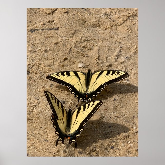 Póster Mariposas en la playa (Frente)