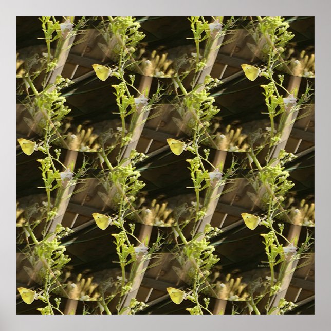 Póster Mariposas enamoradas...... (Frente)