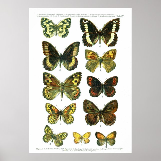 Póster Mariposas europeas (placa 05) (Frente)