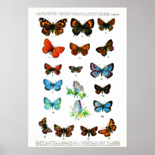 Póster Mariposas europeas (placa 06)