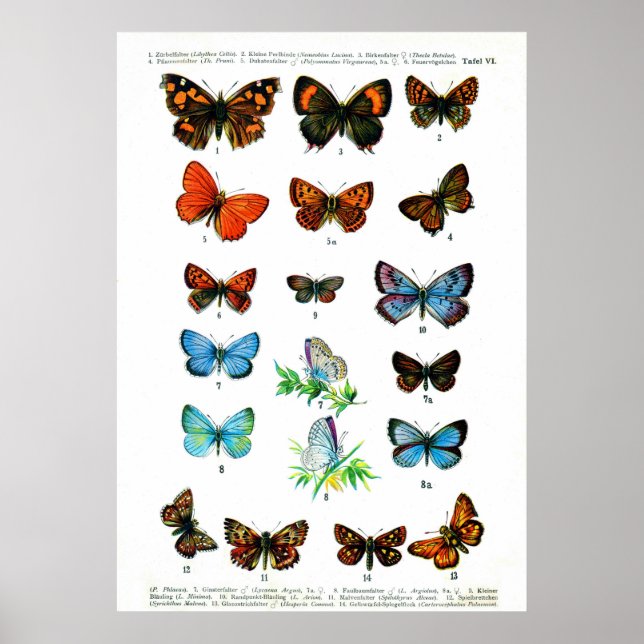 Póster Mariposas europeas (placa 06) (Frente)