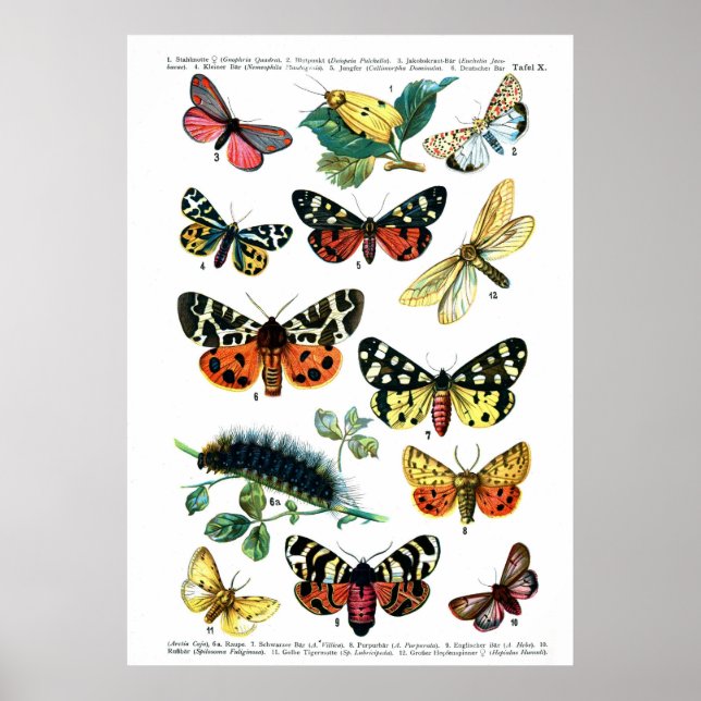Póster Mariposas europeas (placa 10) (Frente)