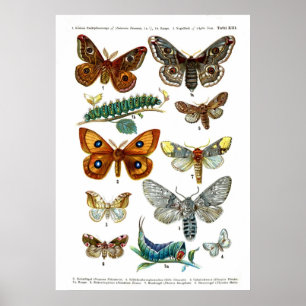 Póster Mariposas europeas (placa 13)