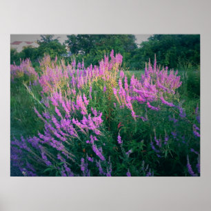 PÓSTER MARIPOSAS FAVORITAS PURPLE LOOSESTRIFE