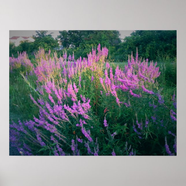 PÓSTER MARIPOSAS FAVORITAS PURPLE LOOSESTRIFE (Frente)