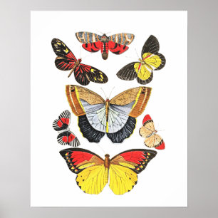 Póster Mariposas, fondo transparente,