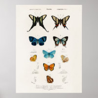 Mariposas Ilustradas Por Charles D' Orbigny