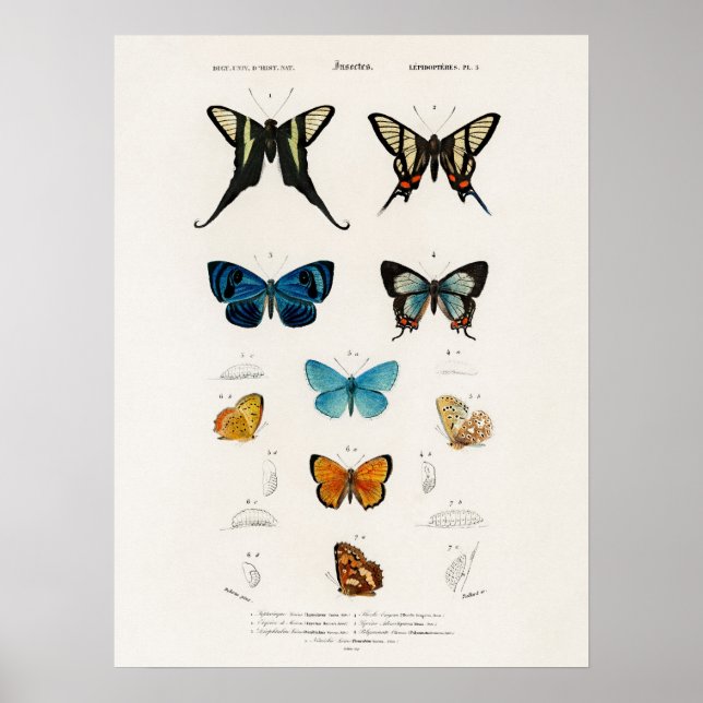 Póster Mariposas Ilustradas Por Charles D' Orbigny (Frente)