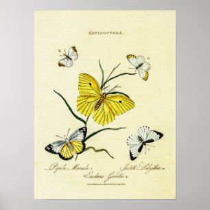 Póster Mariposas inglesas de época