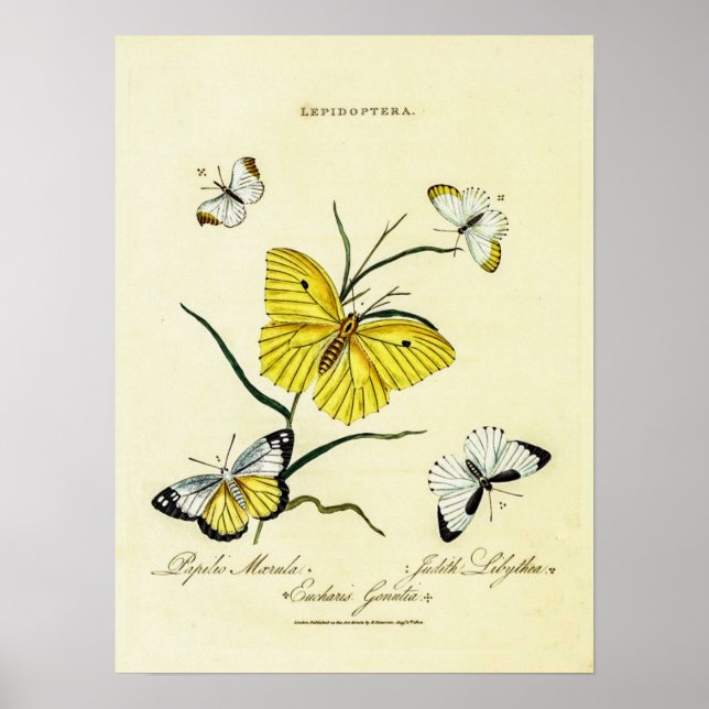 Póster Mariposas inglesas de época (Frente)