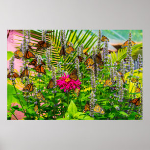 Póster Mariposas monarcas 36 x 24 Poster de papel archiva